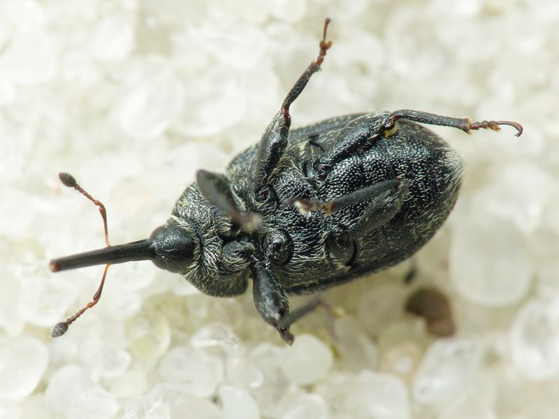 Rhinusa asellus (Gravenhorst, 1807)